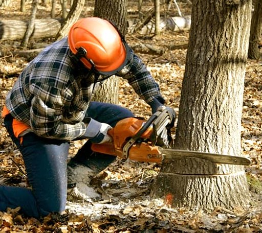 Tree Removal in Bath, NH